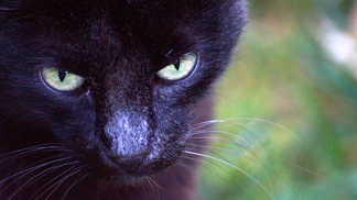 Černé kočky přes cestu nosí smůlu. A co teprve, když před vámi přeběhnou v pátek třináctého.