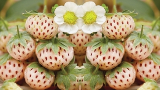 Těmto bobulím předpovídáme slibnou budoucnost. No uznejte, vy byste odolali?