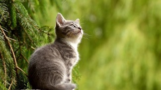 Kočky patří mezi nejoblíbenější domácí mazlíčky