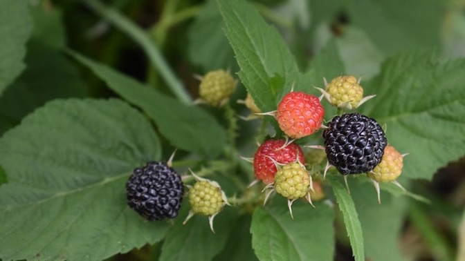 Z listů ostružiníku si můžete udělat velmi zdravý čaj.