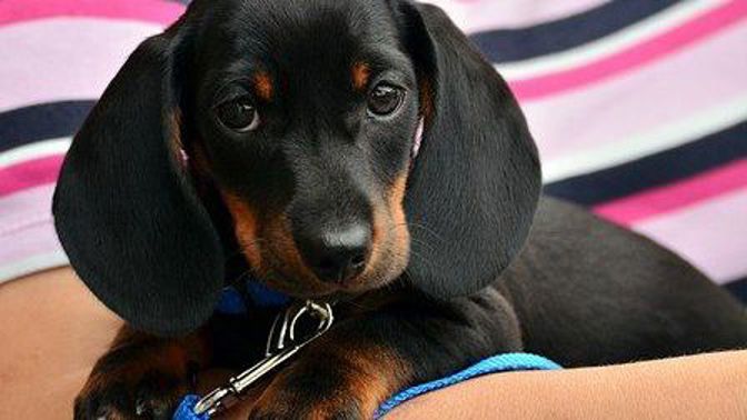 Na nového člena domácnosti se musíte řádně připravit.