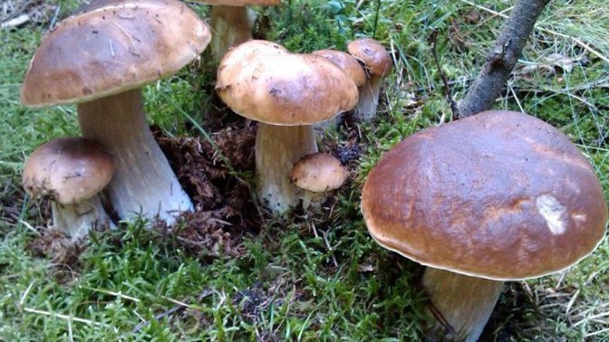 Krásná rodinka hřibů