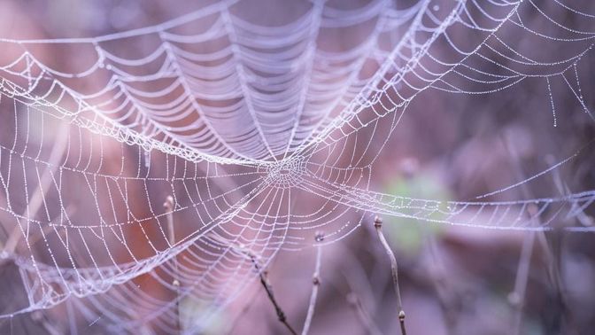 Pavučiny nejsou známkou neuklizeného bytu.