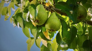 Hrušky právě dozrávají, tak vzhůru na ně