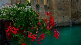 Muškáty v oknech vypadají skvěle a navíc léčí nemoci.