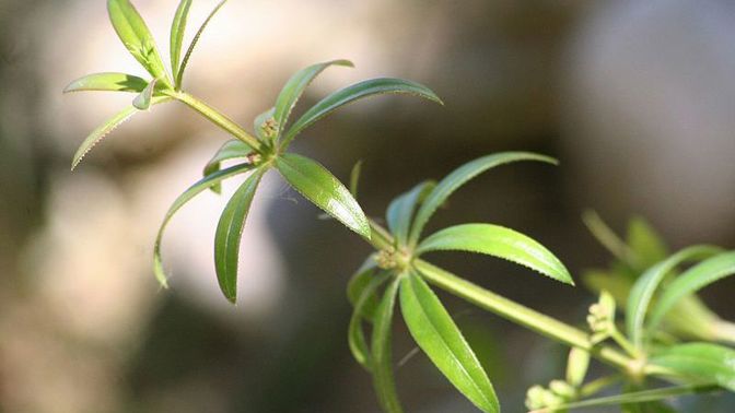 Nežádoucí plevel má léčivé účinky.