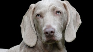 Zdravotní stav svého pejska nepodceňujte.