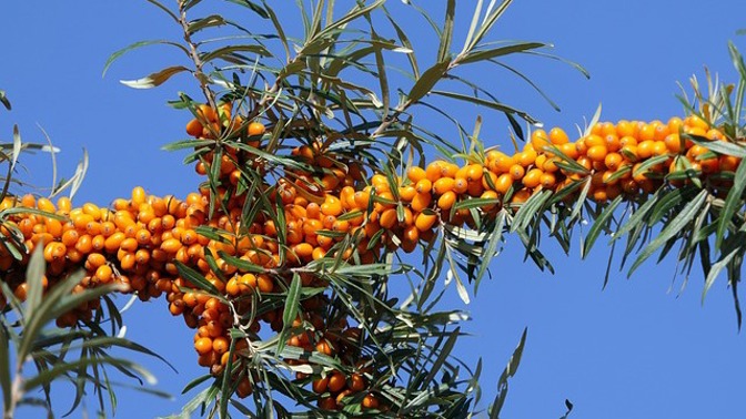 Rakytník je vitamínová bomba