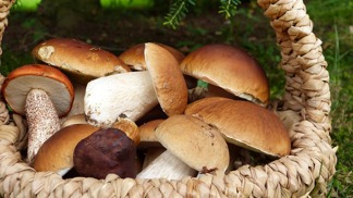 Houbová předpověď na červen. Porostou hřiby i křemenáče, více jich najdete v listnáčích, říká mykolog Oldřich Jindřich