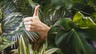 Za konzumaci rajčat můžete být jedině pochválena.