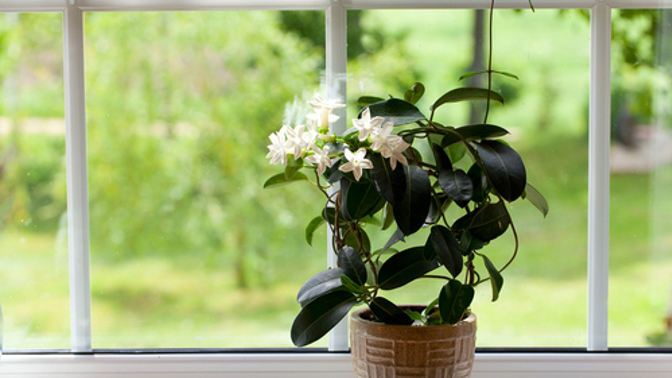 Pamětice krásně voní a vypadá velmi stylově