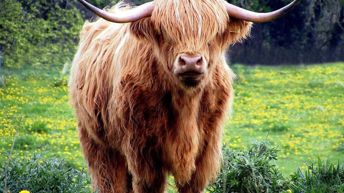 Býčí žlázy patří mezi delikatesy.