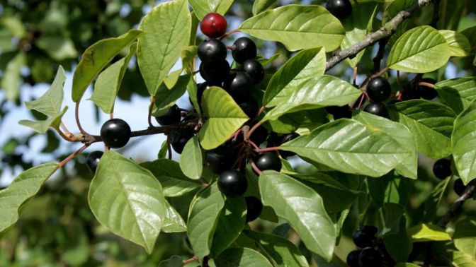 Projímavý účinek bobulí je mnohonásobně vyšší, než je tomu u samotné kůry.