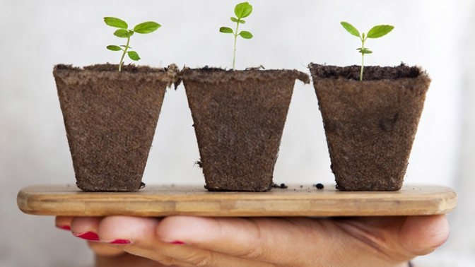 Ač jsou nenáročné, o všechny květiny je třeba se starat. Ony vám to ale mnohokrát oplatí.