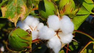 Takhle vypadá rostlina, na které roste bavlna