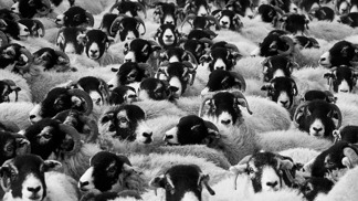 Ovčí vlna má mnoho druhů a kvalit