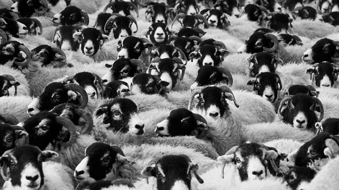 Ovčí vlna má mnoho druhů a kvalit