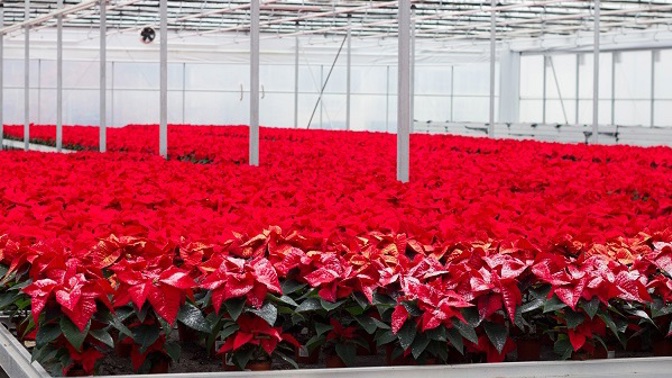 Symbol Vánoc: Jak se starat o vánoční hvězdu?