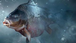 Svoboda koupenému kaprovi pro něj znamená většinou smrt.