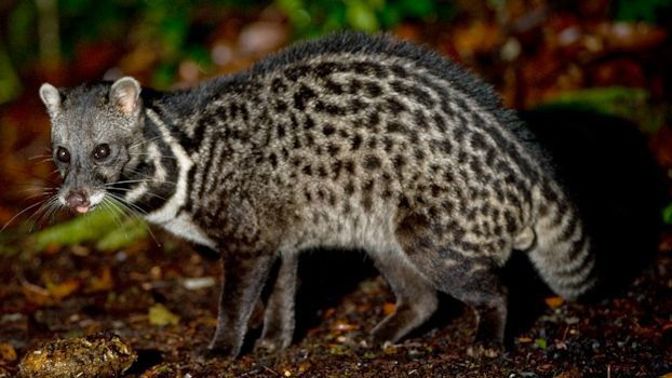 Enzym proteáza, který má cibetka v těle, způsobí, že kávová zrnka získají jemnější chuť.