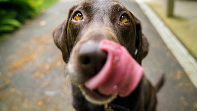 Ani váš čtyřnohý kamarád by neměl zůstat bez dárku.