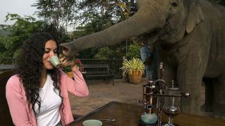 Slon vám pomůže i s přidržením šálku.