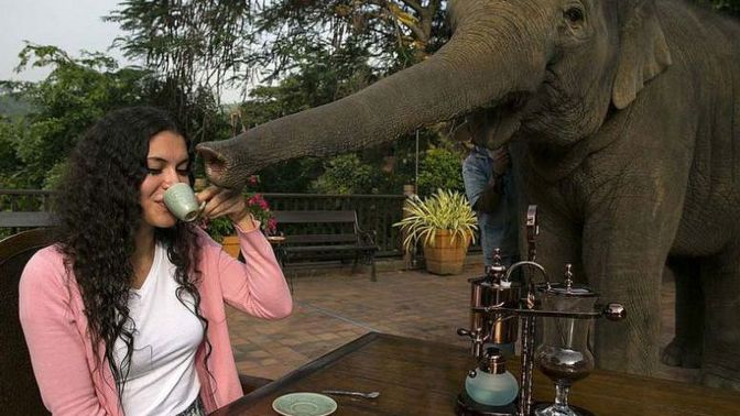 Slon vám pomůže i s přidržením šálku.