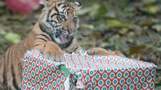 Zvířátka si Štědrý den také užijí.