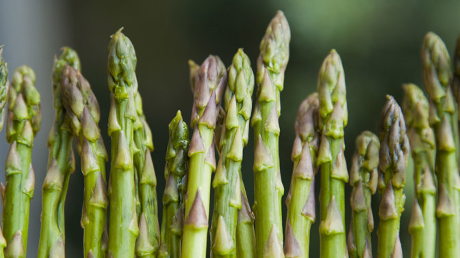 Chřestové výhonky léčí i nemoci srdce a močového ústrojí.