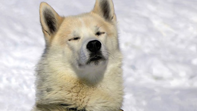 Některá psí plemena hory přímo milují.