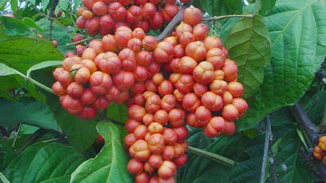 Guarana je takový malý zázrak.