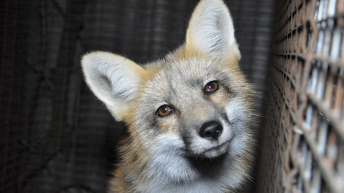 Ublížili byste zvířeti kvůli kožichu?