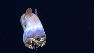Chobotnice grimpoteuthis zaskočila vědce. Svýma „ušima“ ale nikoliv.