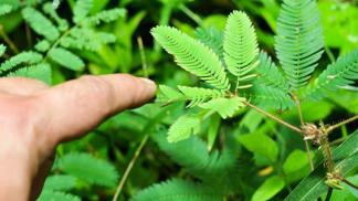 Rostliny mají úžasné vlastnosti. Mnohé z nich ještě čekají na své odhalení.