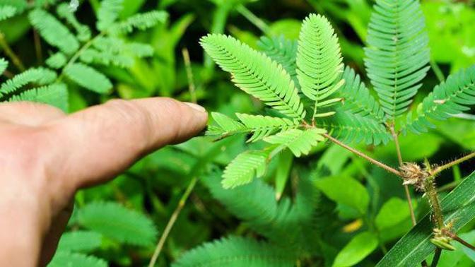 Rostliny mají úžasné vlastnosti. Mnohé z nich ještě čekají na své odhalení.