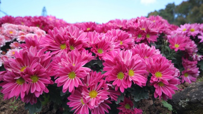 Chryzantéma (Chrysanthemum).