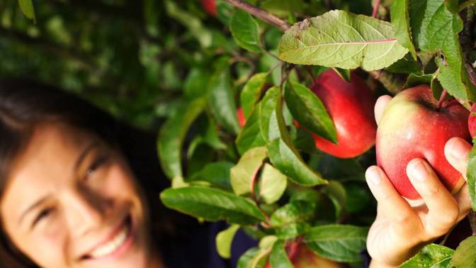 Zužitkujte úrodu jablek do posledního kusu. Po jablečných kůžích i pyré se zapráší.