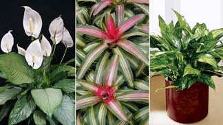 I temnější místnost můžete proměnit v učiněný prales.