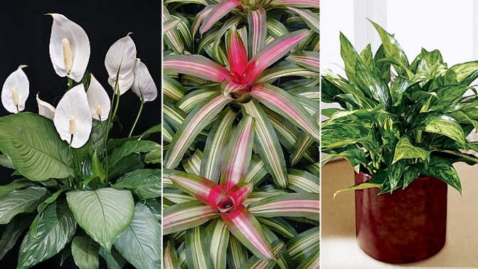 I temnější místnost můžete proměnit v učiněný prales.