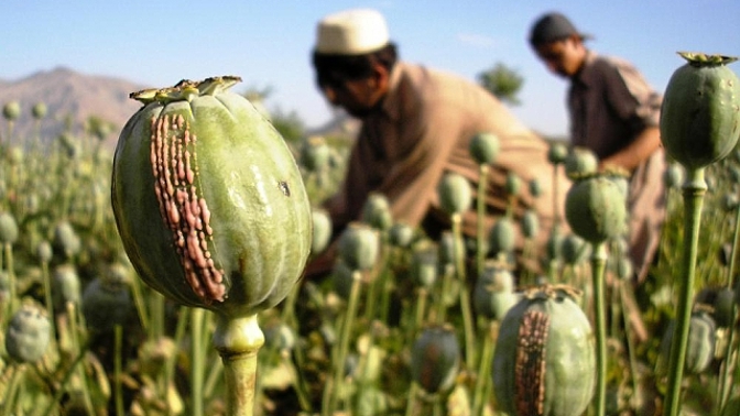 Ani rostliny nemají záviděníhodný osud.