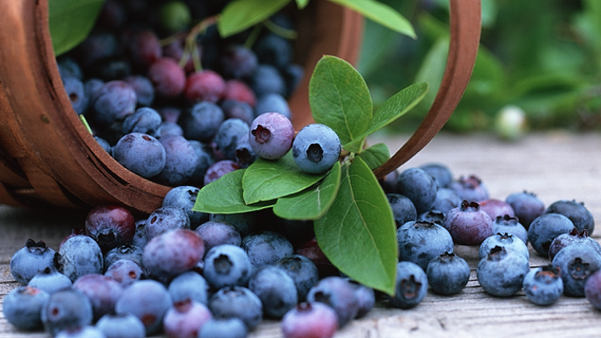 Je libo porci antioxidantů?