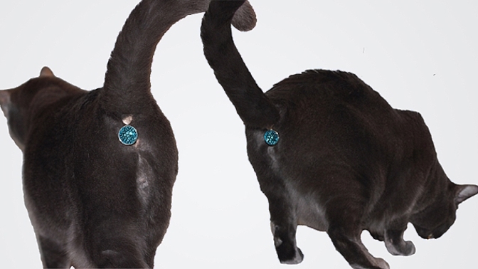 S ozdobou Twinkle Tush překousnete, že vám vaše kočka neustále ukazuje svůj konečník.