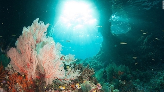 Korálové útesy patří k nejvíce fascinujícím ekosystémům na Zemi.