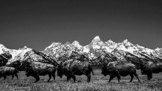 Laurent fotil v řadě národních parků. Jedním z nich byl i Grand Teton.