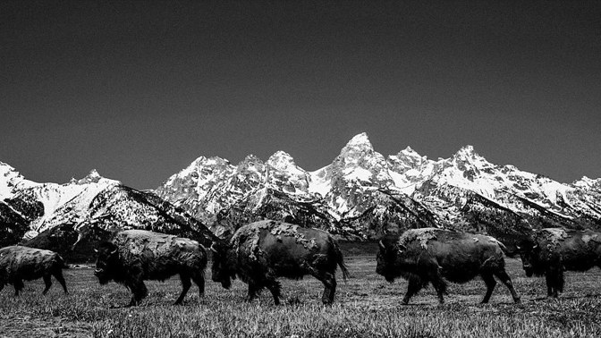 Laurent fotil v řadě národních parků. Jedním z nich byl i Grand Teton.