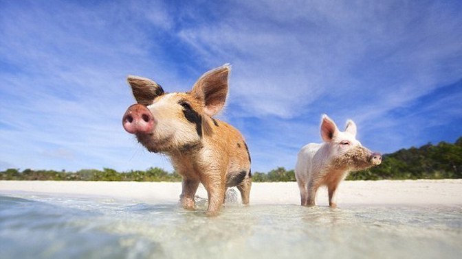 Neplacené zábavní aktivity jsou často lepší než ty placené.