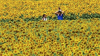 Slunečnicový festival každoročně přiláká davy turistů z celého světa.