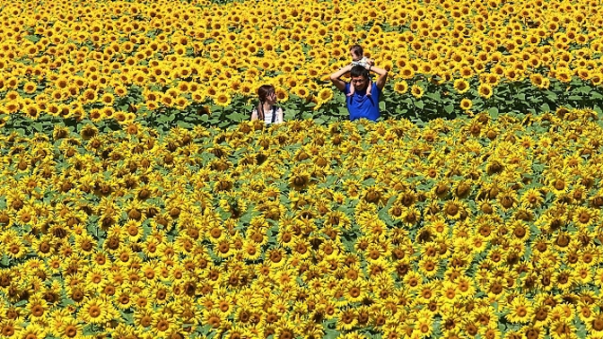 Slunečnicový festival každoročně přiláká davy turistů z celého světa.