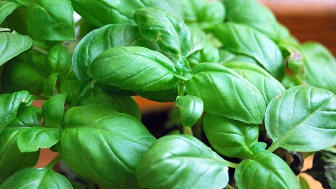 Vytvořte pro vaši bazalku skleník pomocí jediné věci.