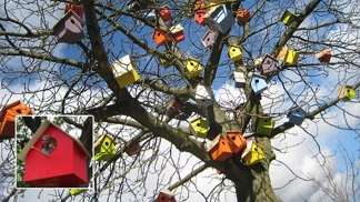 Dambo se snaží motivovat ptáky k životu ve městech.